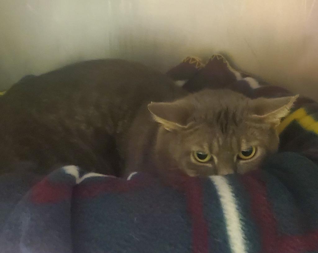 Enlarge Dine, a Adoptable mixed breed in Olean, NY image 2/2