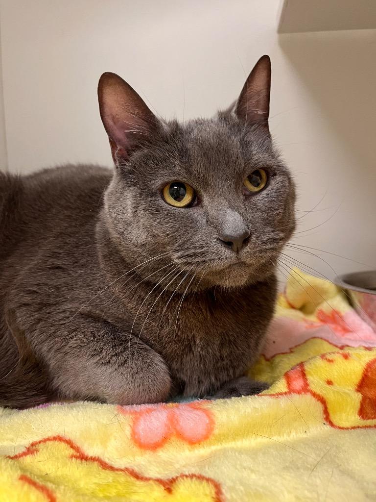 Stocking, ADOPTABLE, Adult Female Domestic Short Hair.