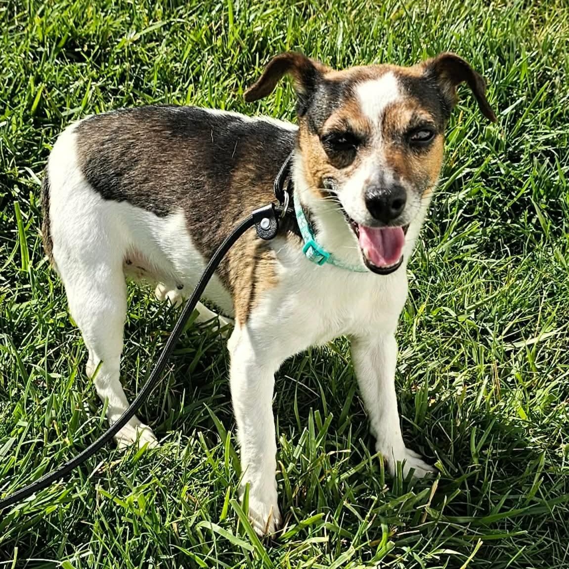 Daiquiri, ADOPTABLE, Young Female Jack Russell Terrier.