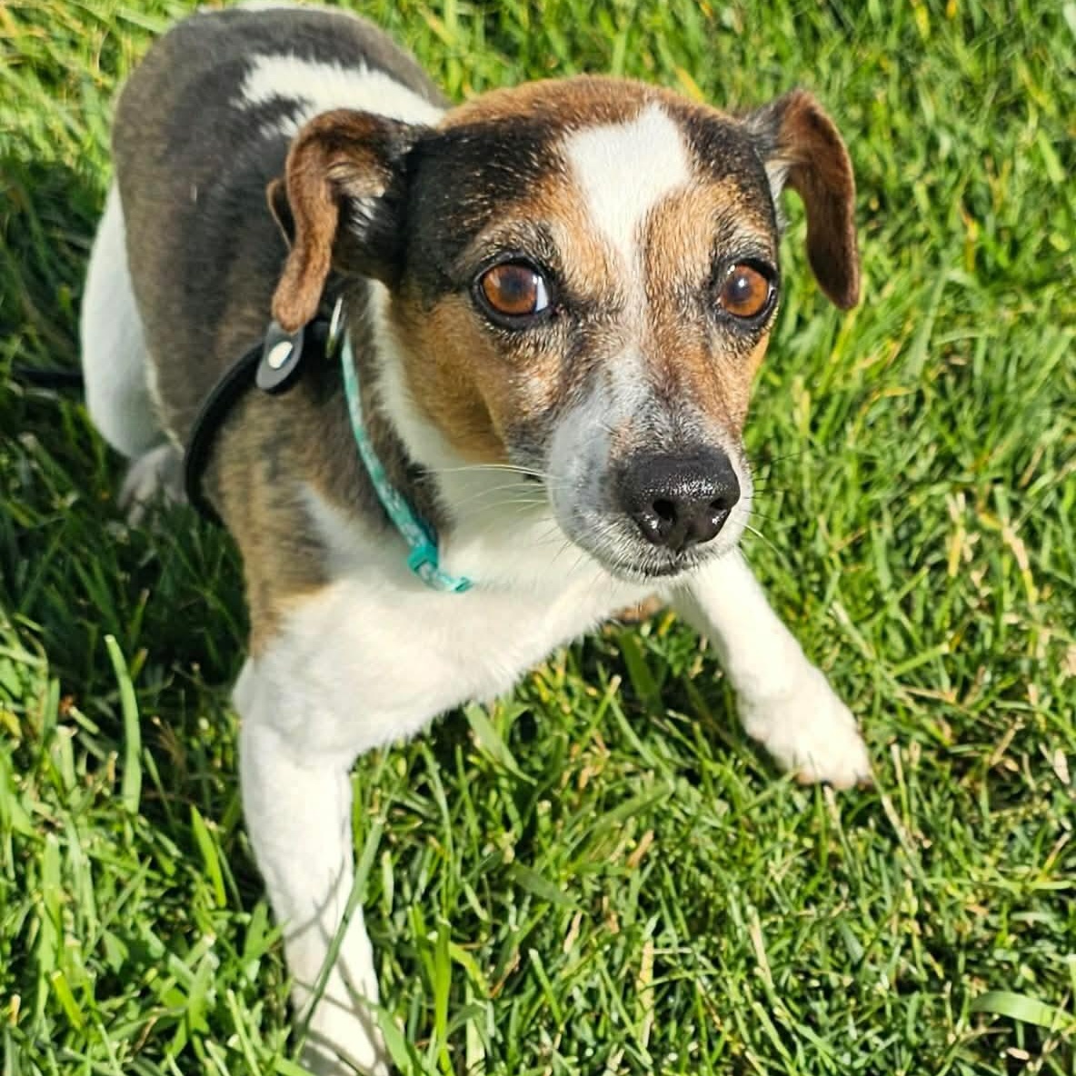Daiquiri, a ADOPTABLE Jack Russell Terrier in Minooka, IL image 2/3