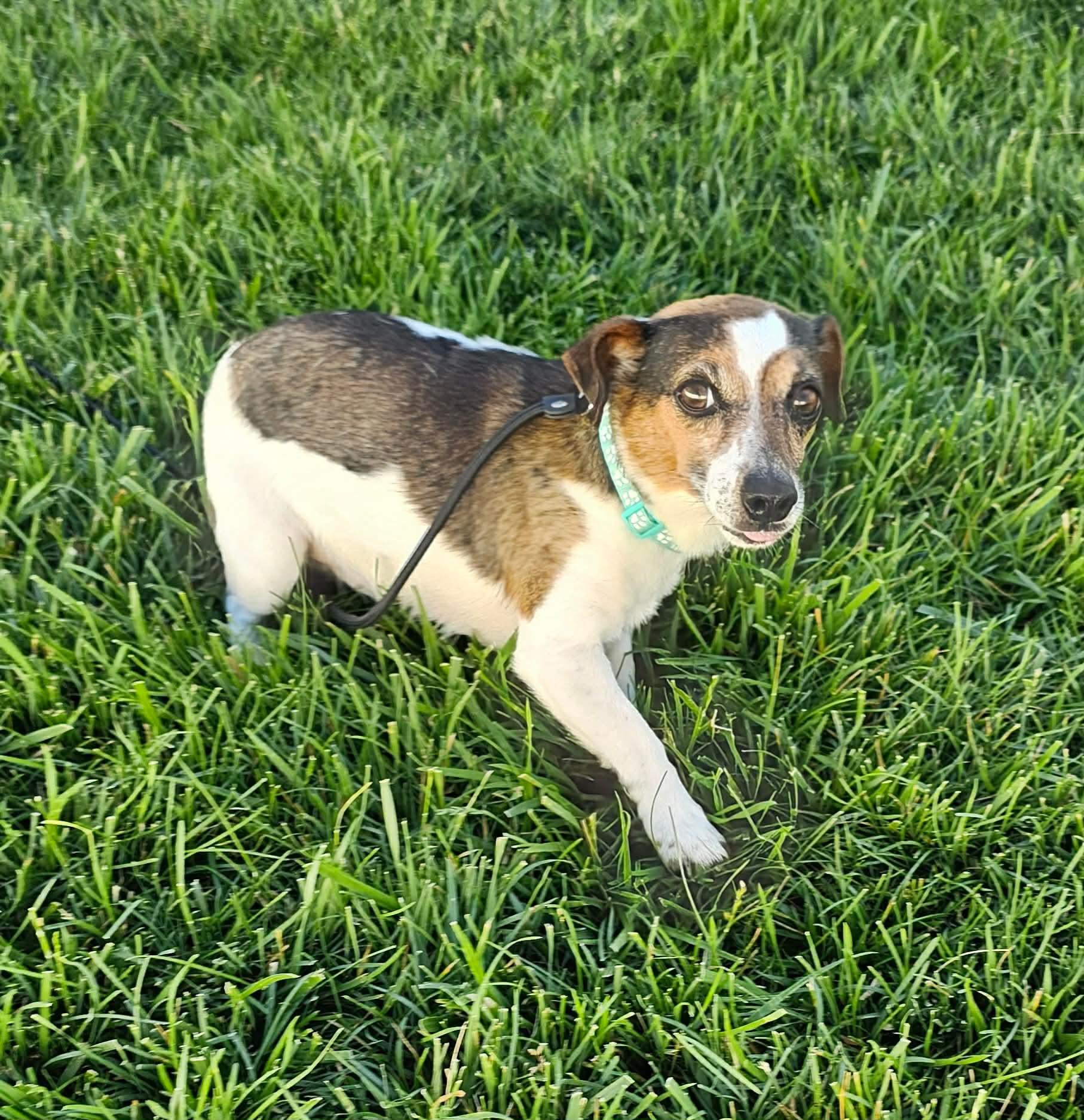 Daiquiri, a ADOPTABLE Jack Russell Terrier in Minooka, IL image 3/3