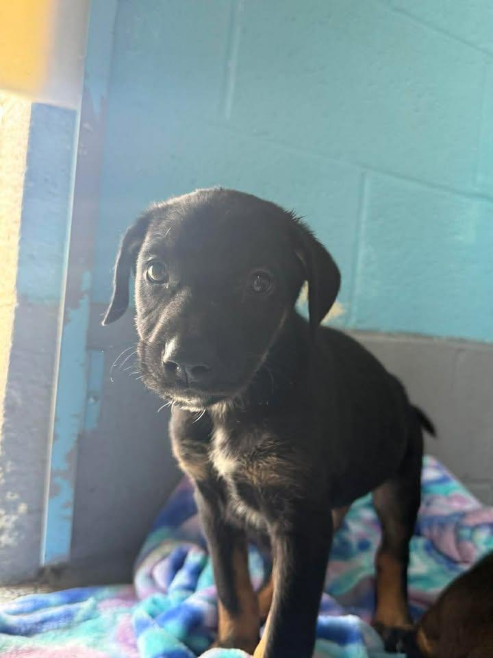 Enlarge Damien, an adopted mixed breed in Wilmington, NC image 2/3