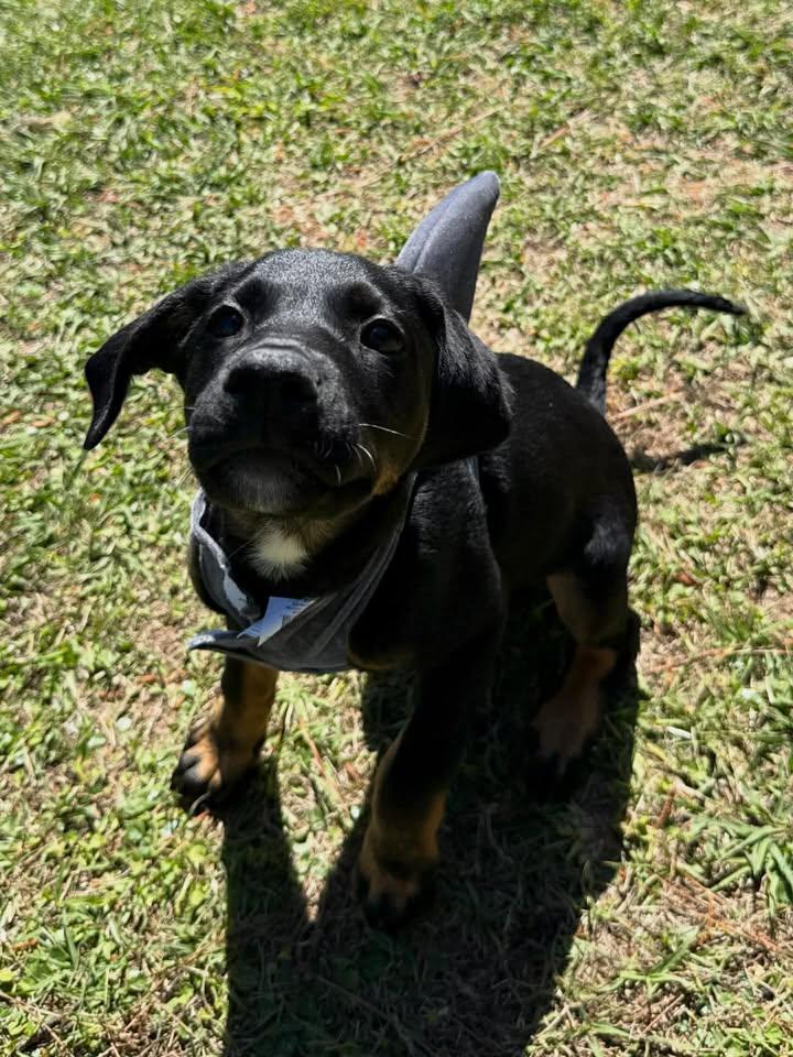 Enlarge Damien, an adopted mixed breed in Wilmington, NC image 3/3