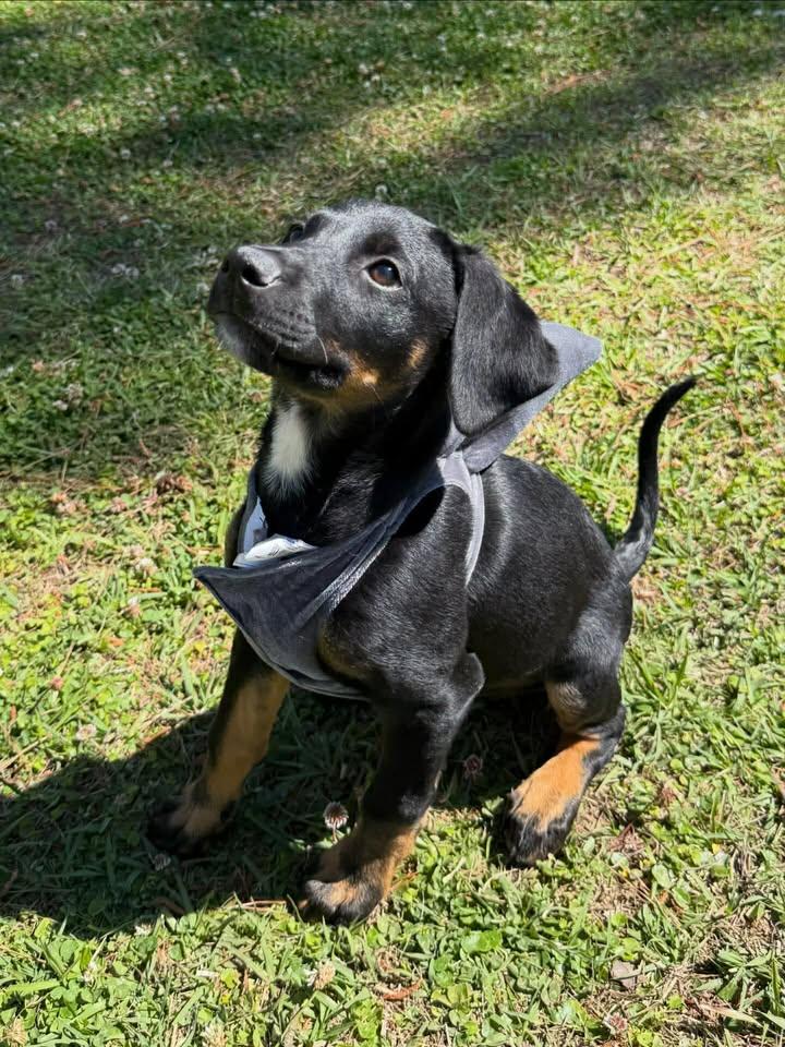 Damien, adopted, Puppy Male German Shepherd Dog & Doberman Pinscher.