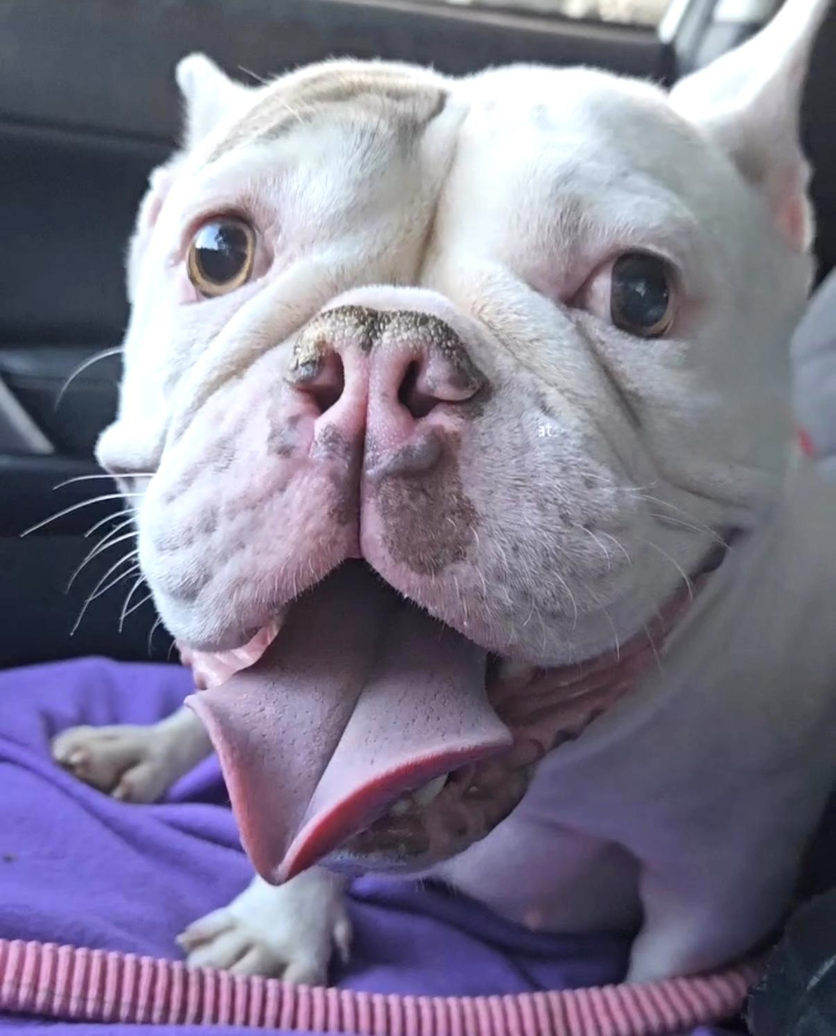 I need a foster home.  Will you help me?, Adoptable, Young Female French Bulldog & English Bulldog.