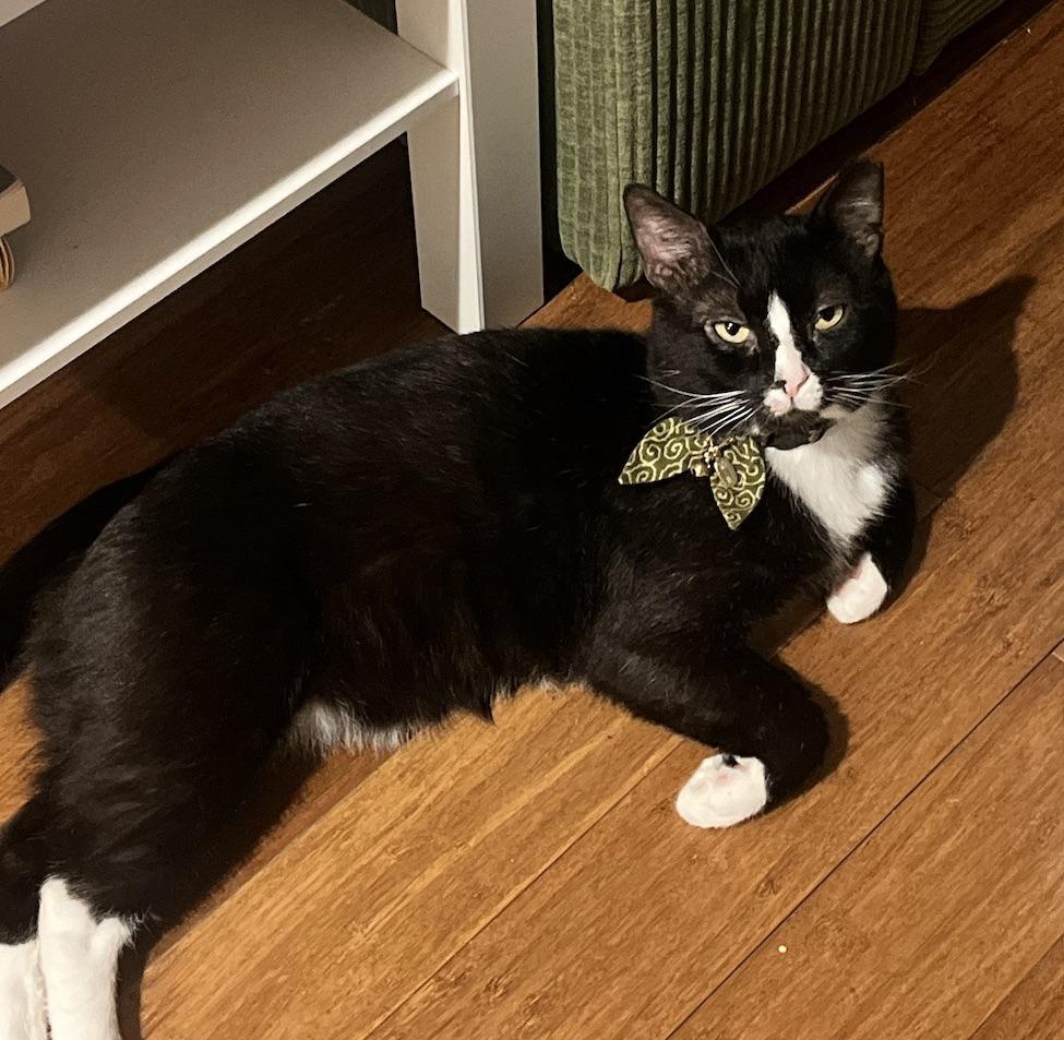 Enlarge Reo, a Adoptable mixed breed in New York, NY image 2/3