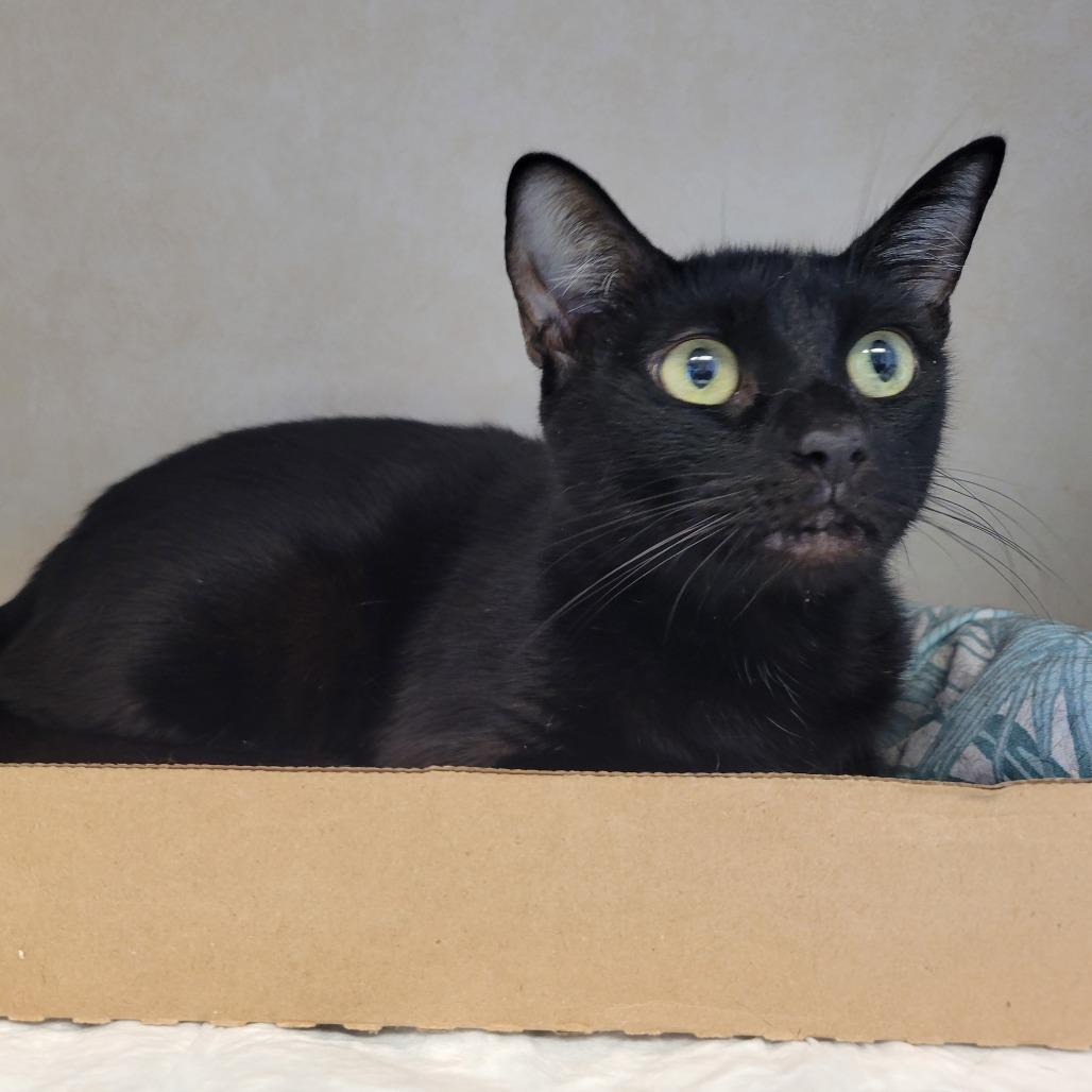 Enlarge Eilish, a Adoptable Domestic Short Hair in Westminster, CA image 1/2