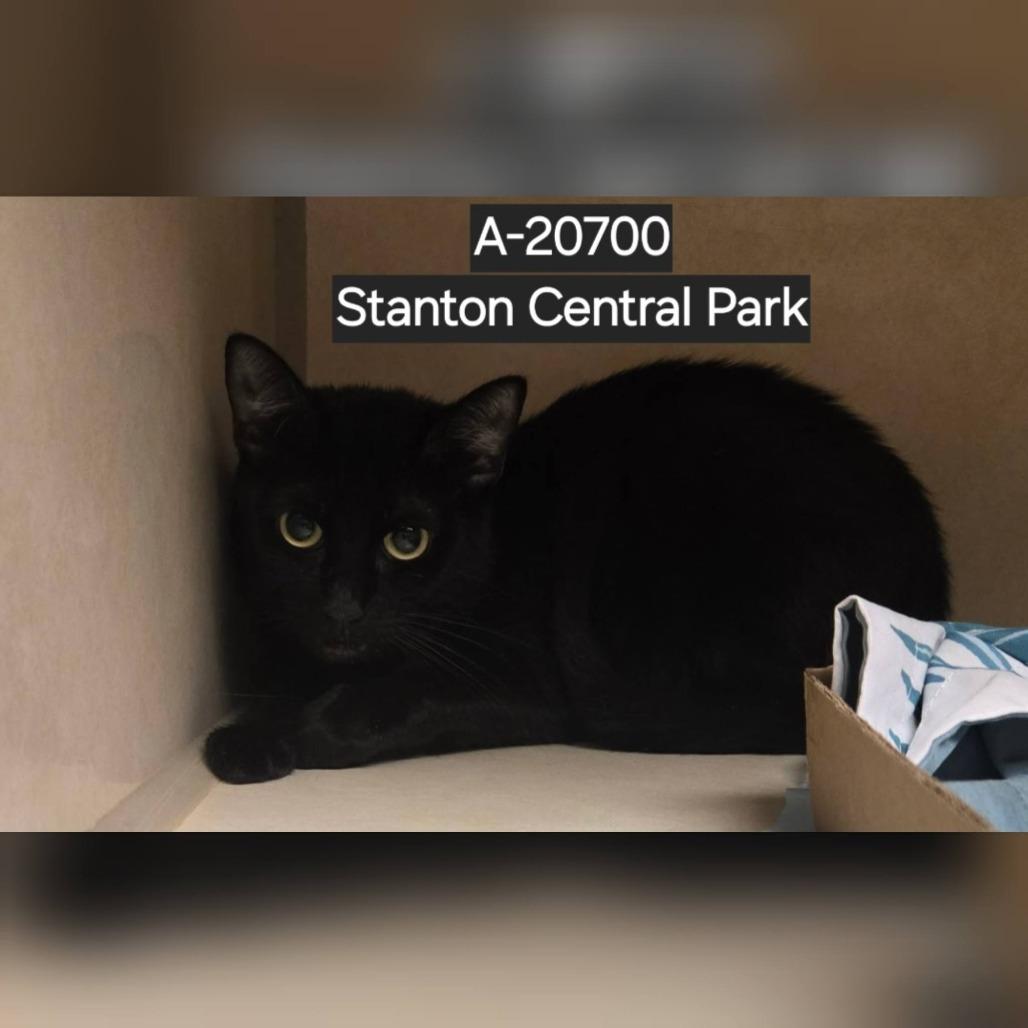 Enlarge Eilish, a Adoptable Domestic Short Hair in Westminster, CA image 2/2