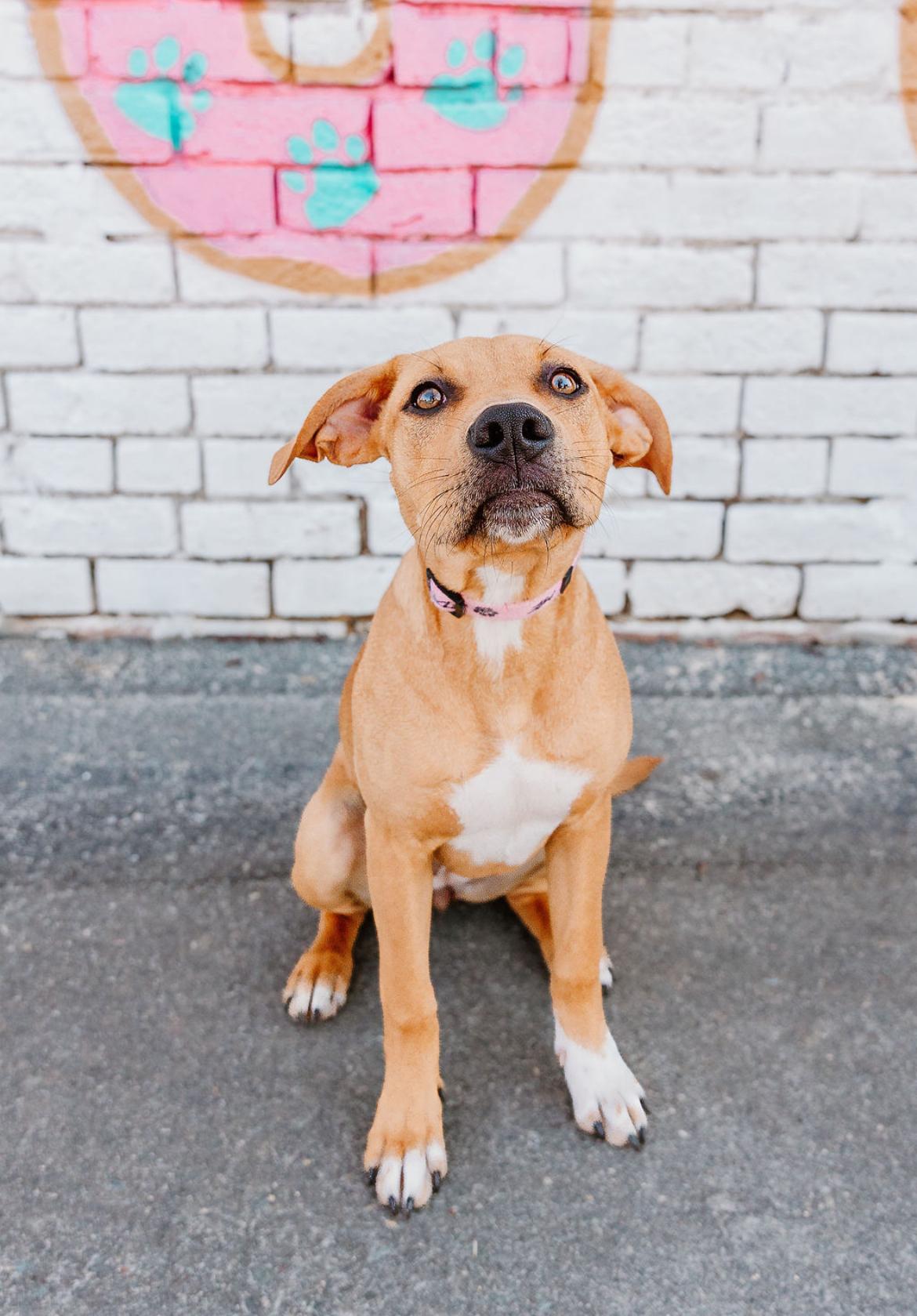 Enlarge Chambéry, a ADOPTABLE mixed breed in Charlotte, NC image 3/3