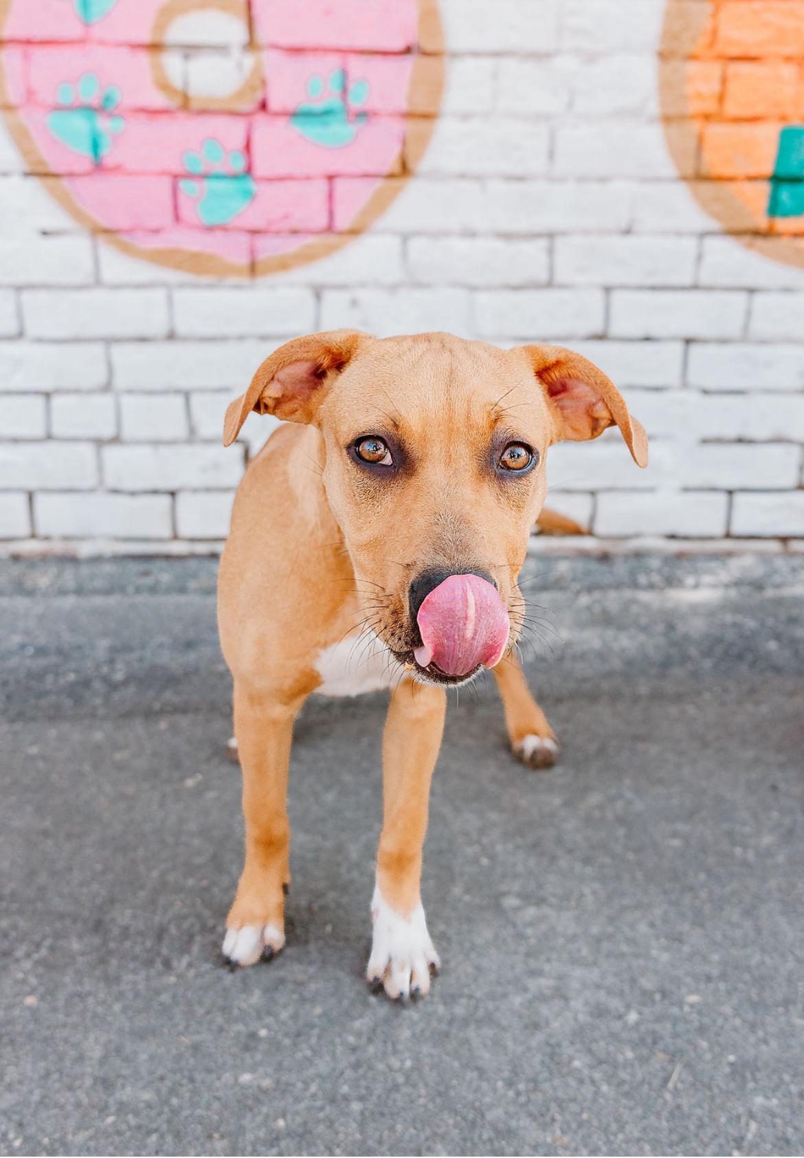 Enlarge Chambéry, a ADOPTABLE mixed breed in Charlotte, NC image 2/3