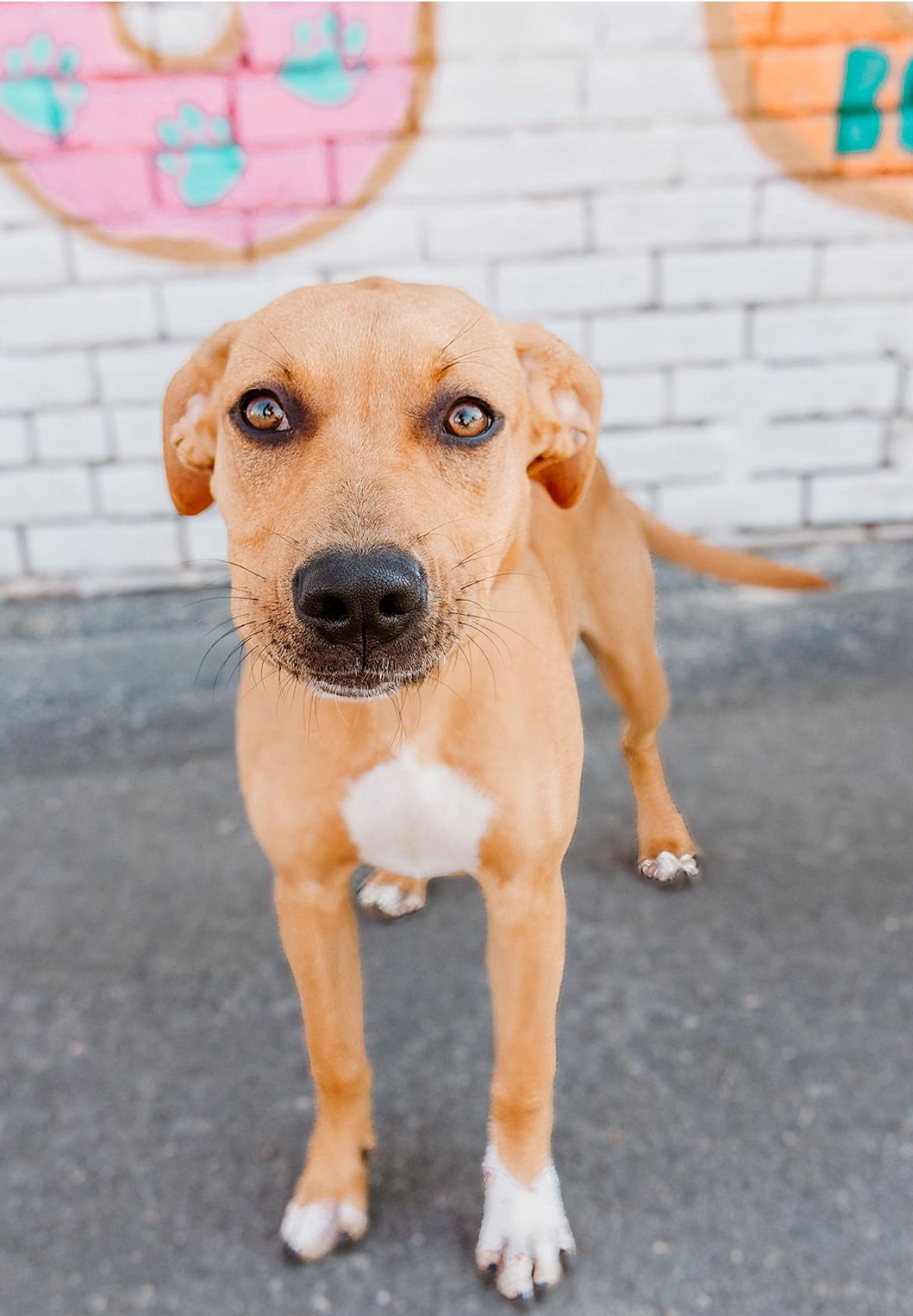 Enlarge Chambéry, a ADOPTABLE mixed breed in Charlotte, NC image 1/3