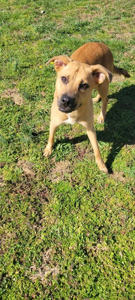 Enlarge Swirlix, a Adoptable Shepherd in Shelbyville, TN image 2/2