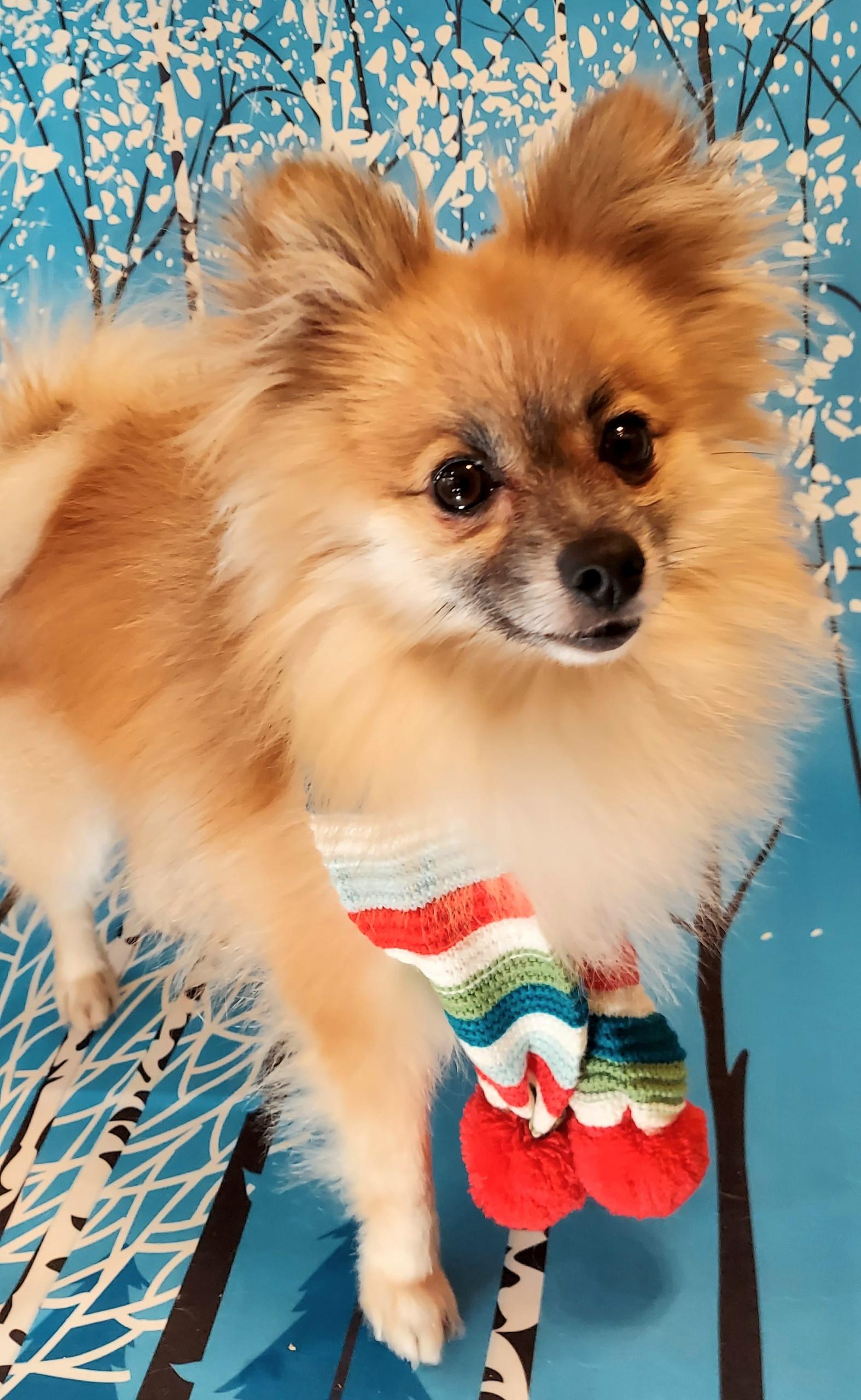 Enlarge Odie, an adopted Pomeranian in Richmond, VA image 2/3