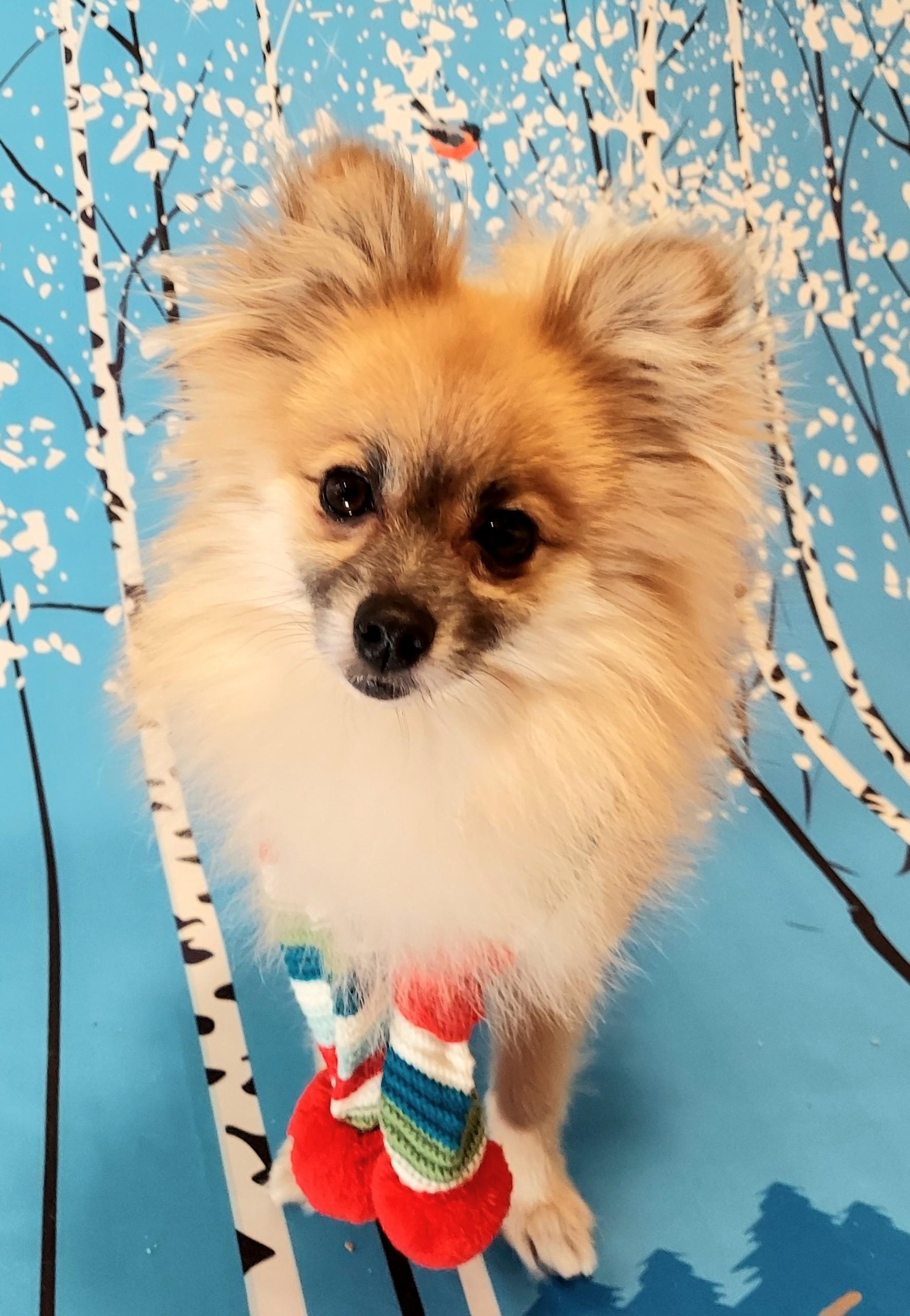 Enlarge Odie, an adopted Pomeranian in Richmond, VA image 3/3