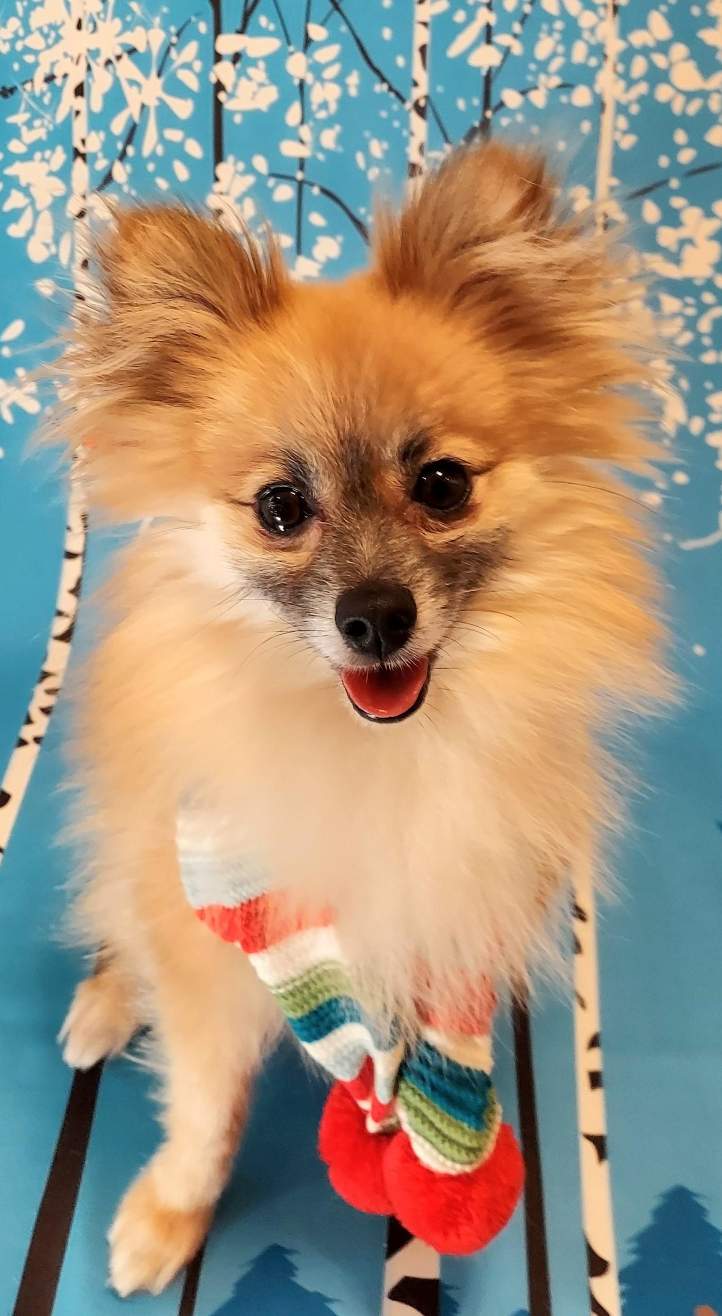 Enlarge Odie, an adopted Pomeranian in Richmond, VA image 1/3