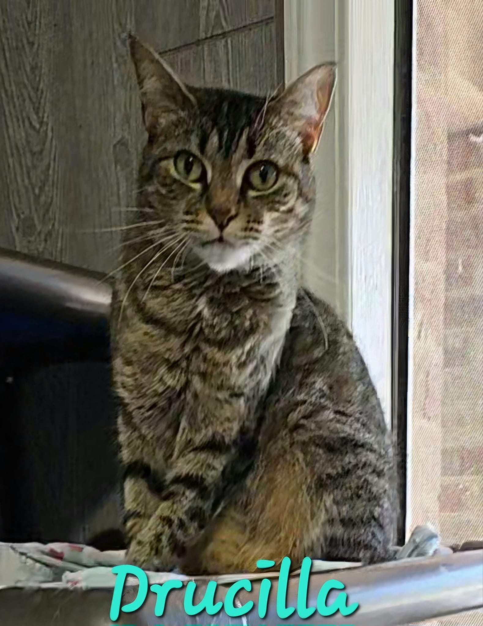 Enlarge Drucilla, a Adoptable Tabby in Macon, GA image 1/1