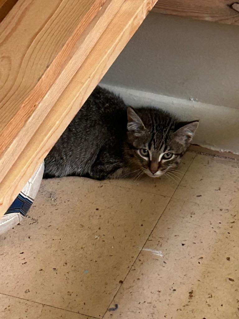 Poppy, Adoptable, Young Male Domestic Short Hair.