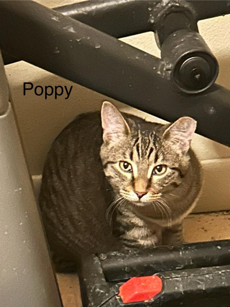 Poppy, a Adoptable Domestic Short Hair in Cloquet, MN image 2/2