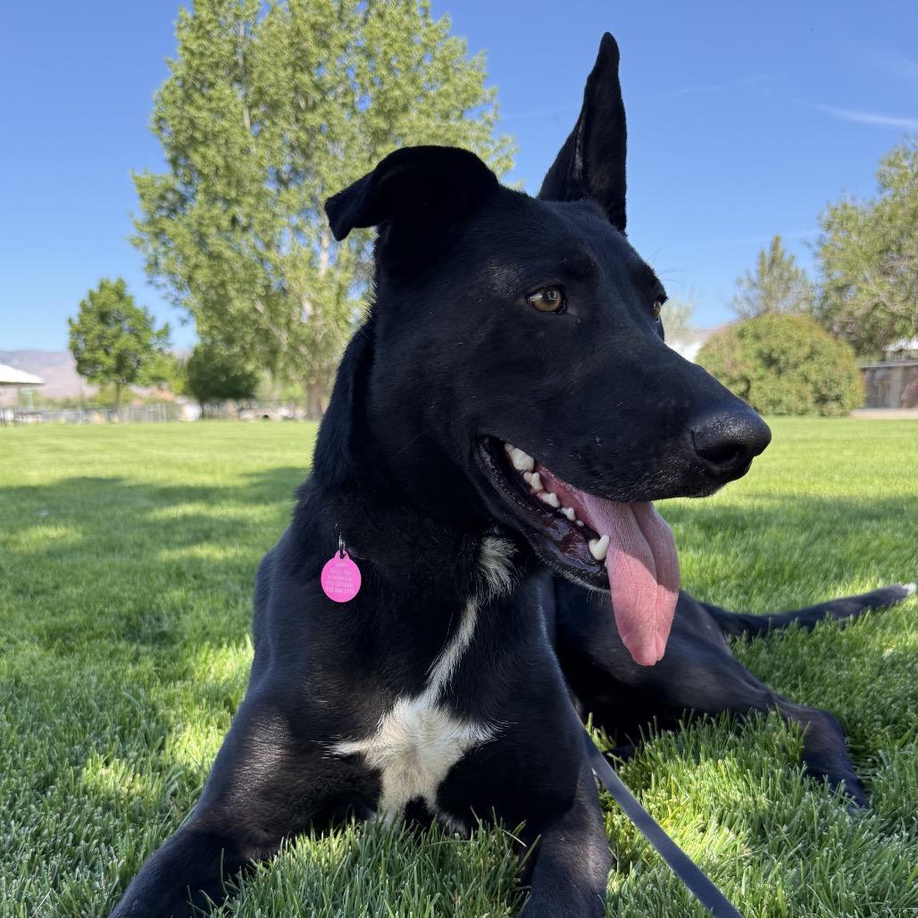 Enlarge Smokey, a Adoptable mixed breed in Stagecoach, NV image 1/3