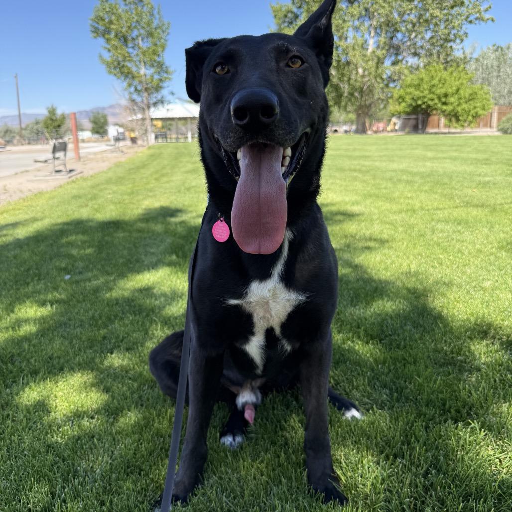 Enlarge Smokey, a Adoptable mixed breed in Stagecoach, NV image 2/3