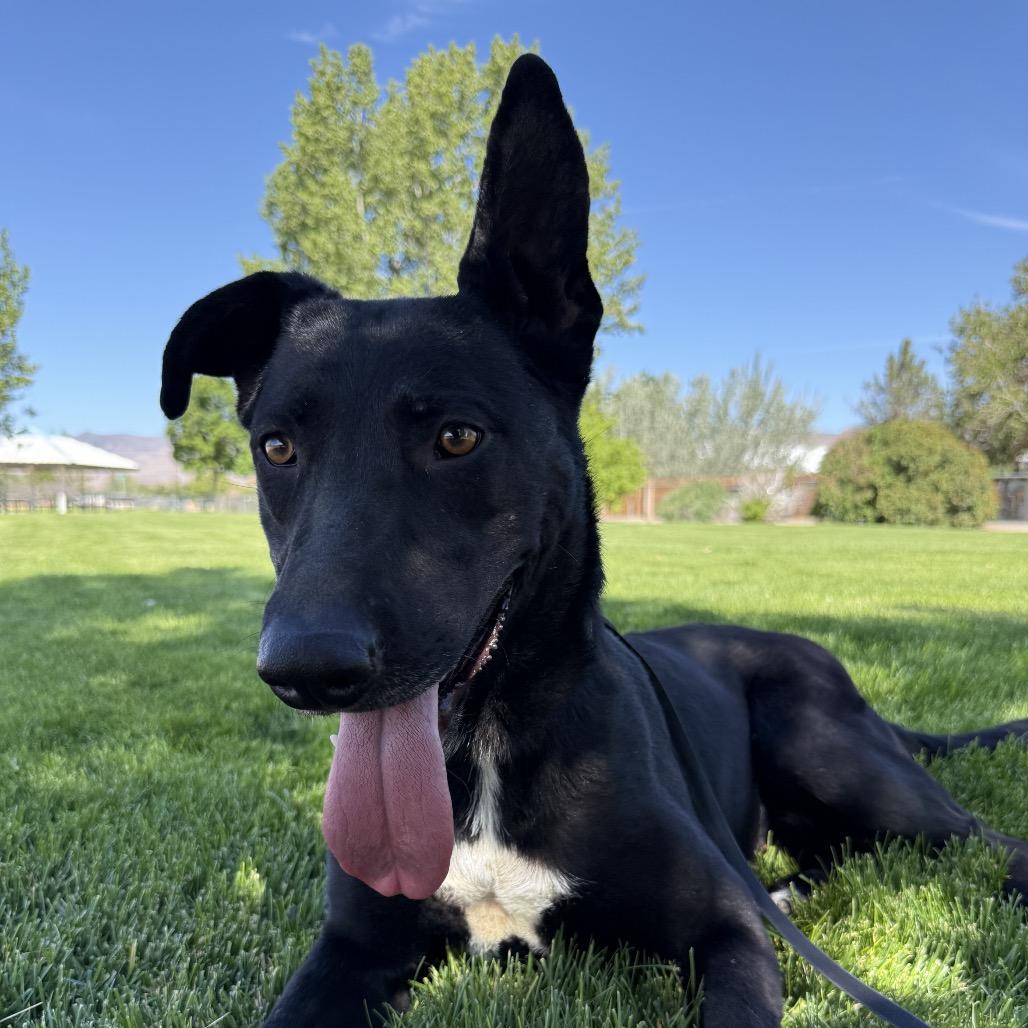 Enlarge Smokey, a Adoptable mixed breed in Stagecoach, NV image 3/3
