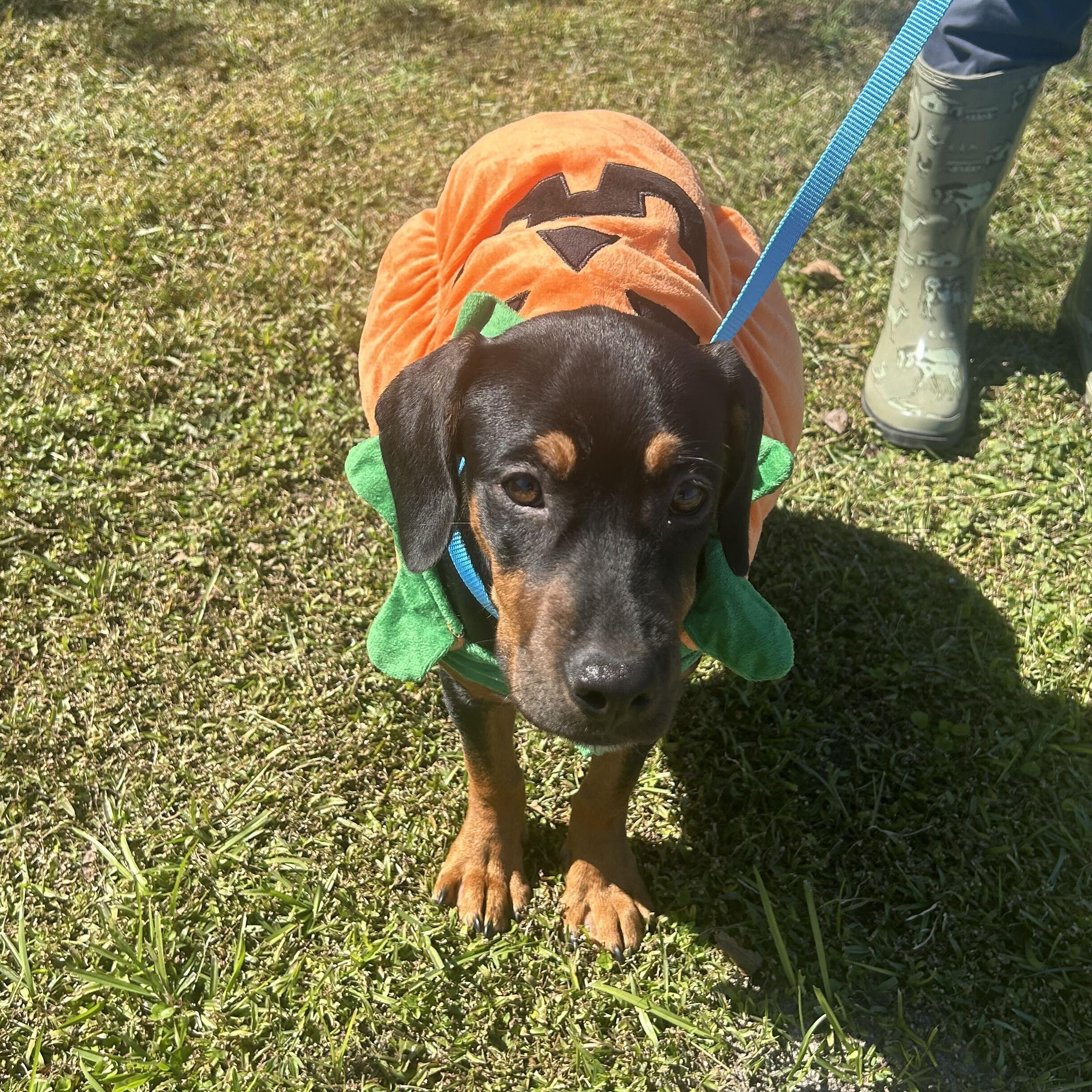 Enlarge Maple Syrup, a Adoptable mixed breed in Valdosta, GA image 4/6