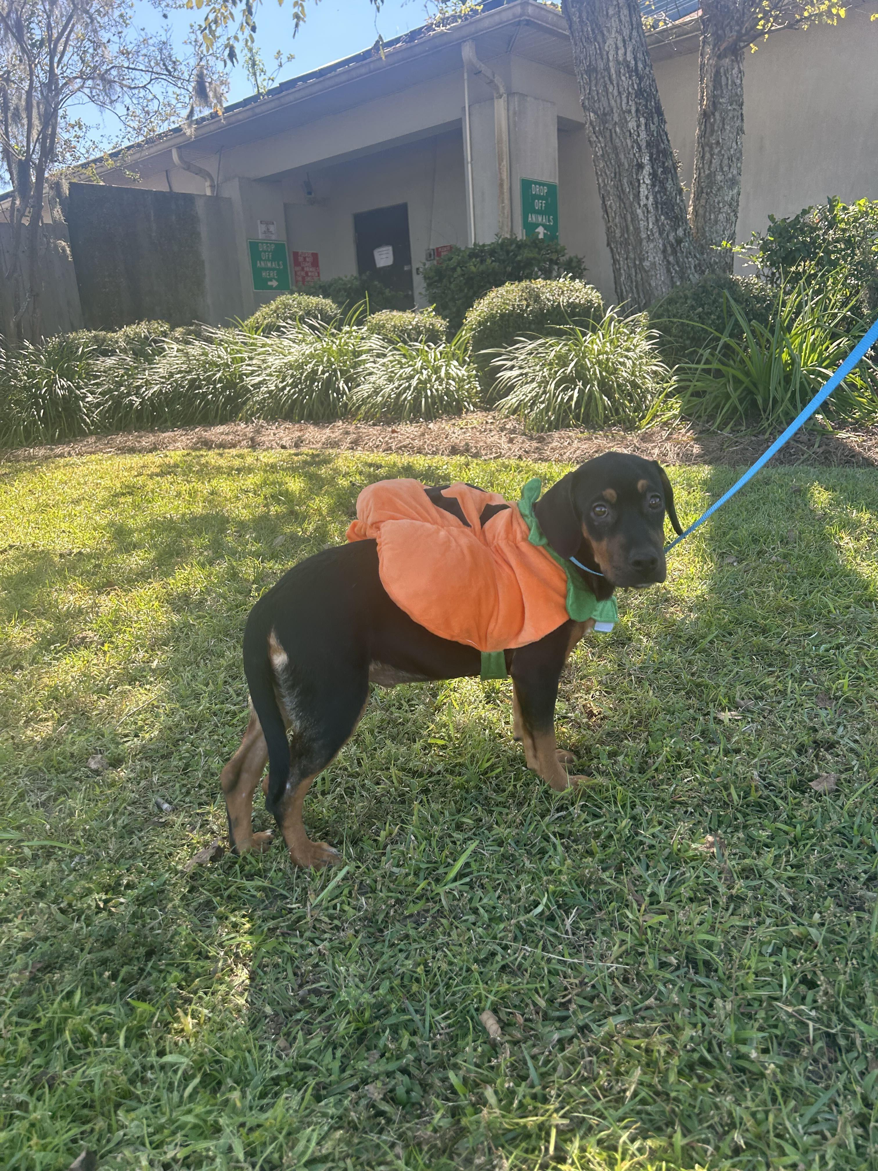 Enlarge Maple Syrup, a Adoptable mixed breed in Valdosta, GA image 6/6