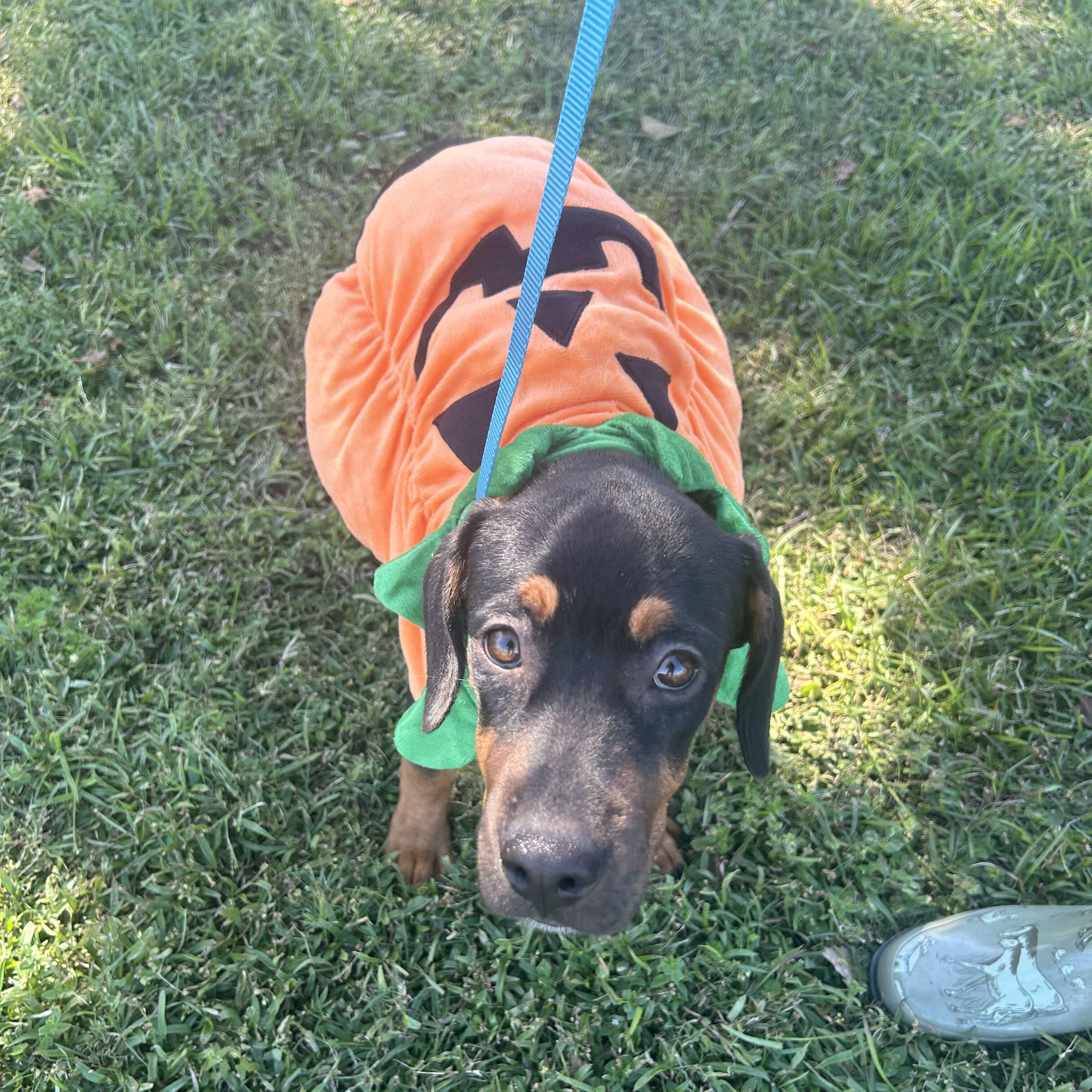 Enlarge Maple Syrup, a Adoptable mixed breed in Valdosta, GA image 3/6