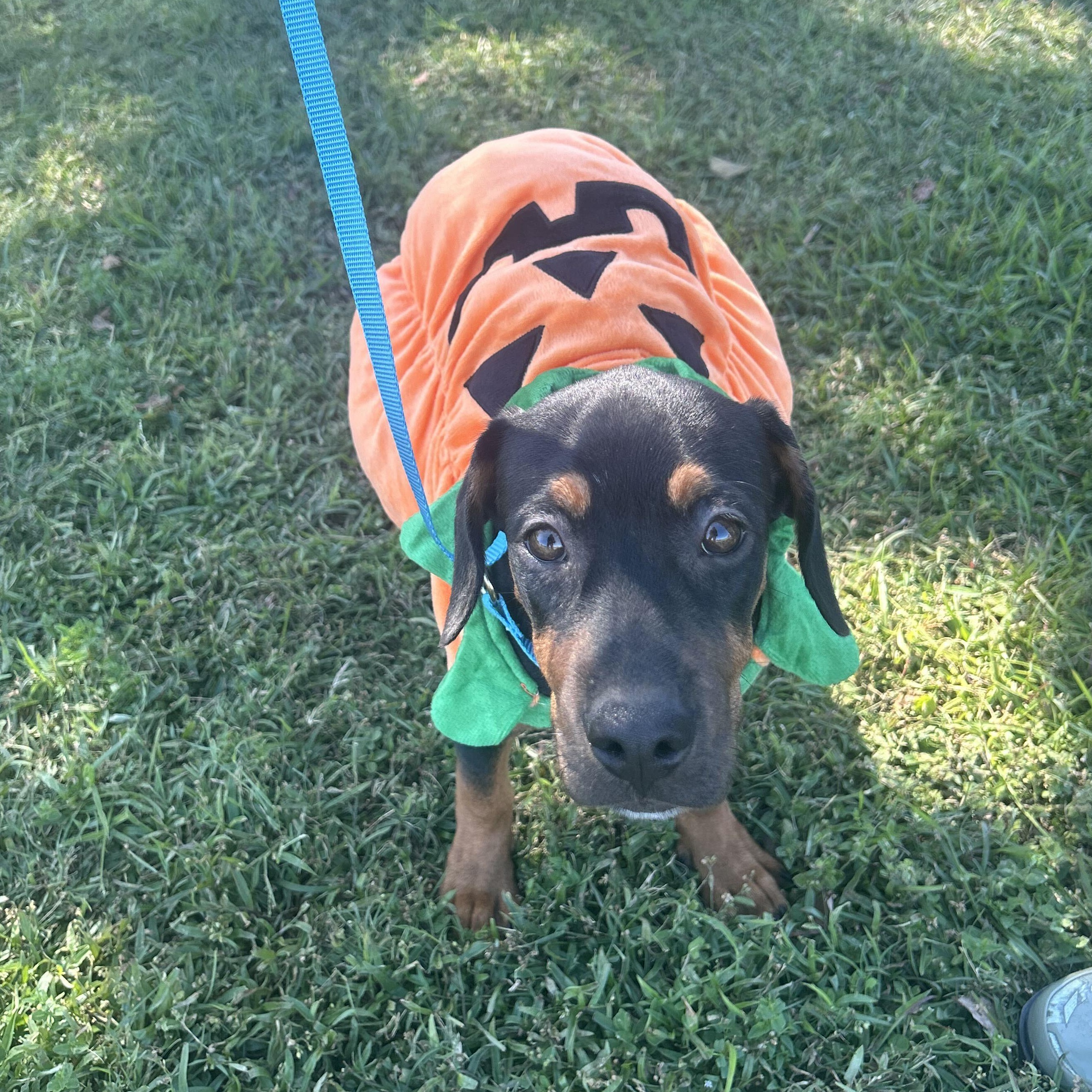 Enlarge Maple Syrup, a Adoptable mixed breed in Valdosta, GA image 2/6