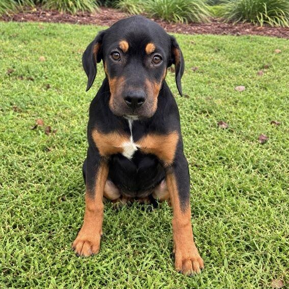 Enlarge Maple Syrup, a Adoptable mixed breed in Valdosta, GA image 5/6