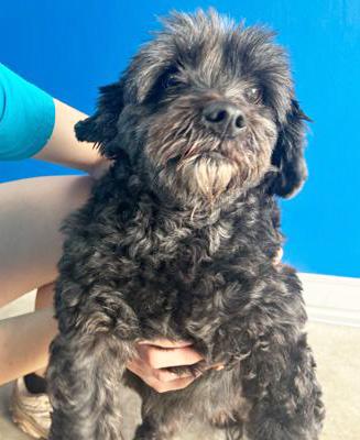 MARS, adopted, Adult Male Cocker Spaniel & Standard Poodle.