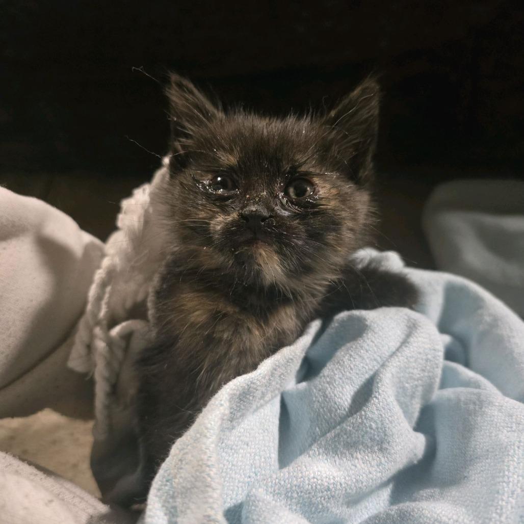 Enlarge Margaret, a Adoptable Domestic Short Hair in Klamath Falls, OR image 1/1