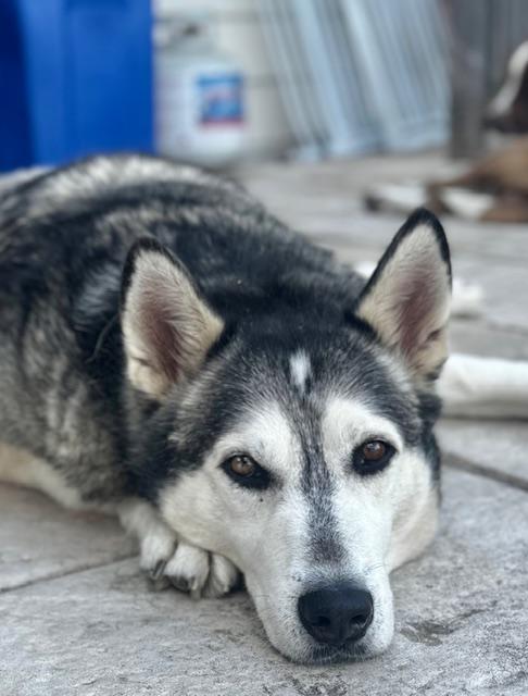 Enlarge Orion, a Adoptable mixed breed in Willowbrook, IL image 4/5