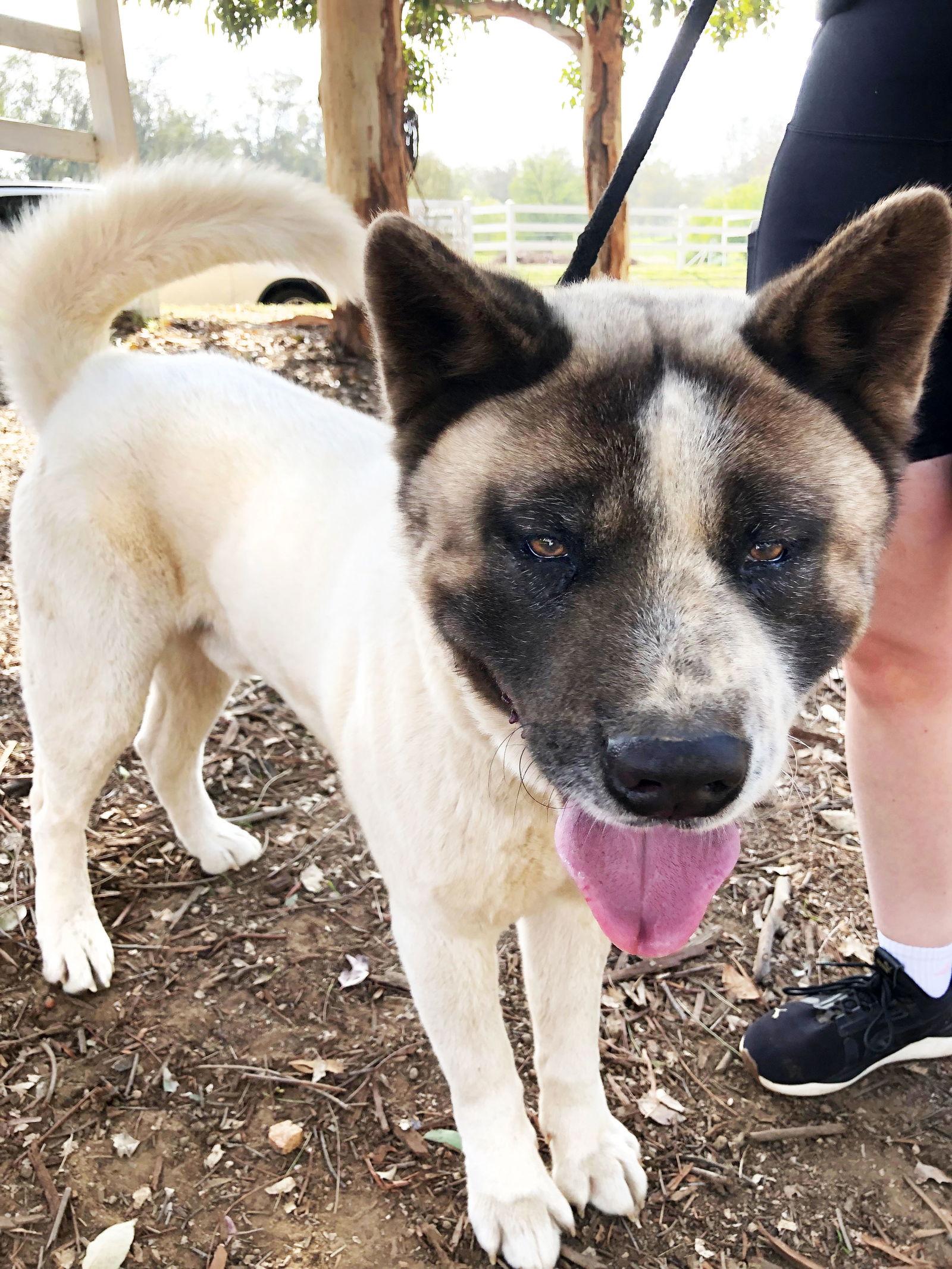 Lil' Tank thumbnail 3