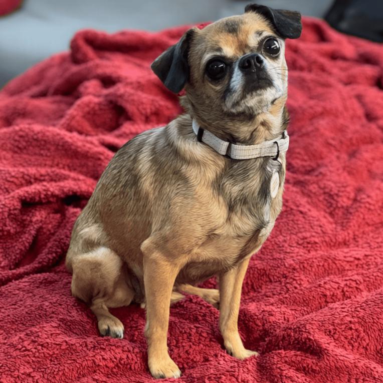 Enlarge Minnie, a Adoptable mixed breed in Mead, CO image 2/2