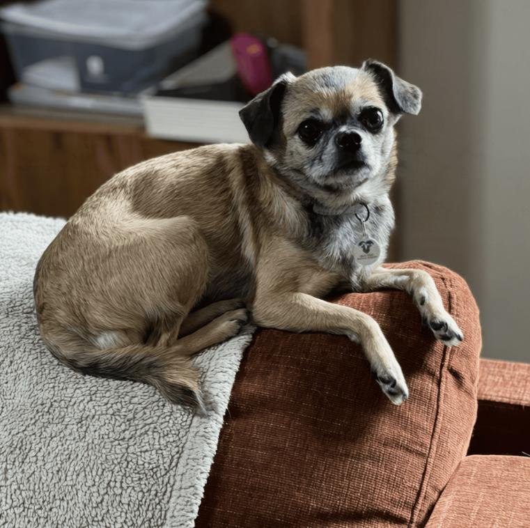 Minnie, Adoptable, Senior Female Chihuahua & Mixed Breed.