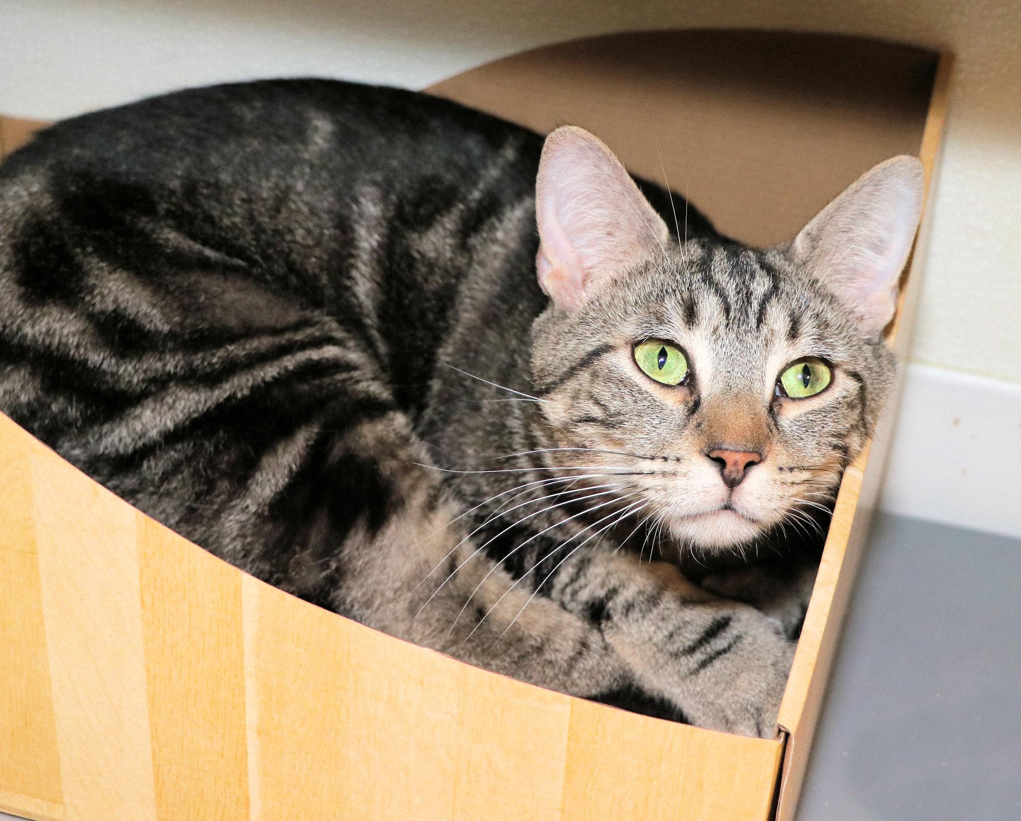 Enlarge Goblin, a ADOPTABLE Domestic Short Hair in Cincinnati, OH image 2/3