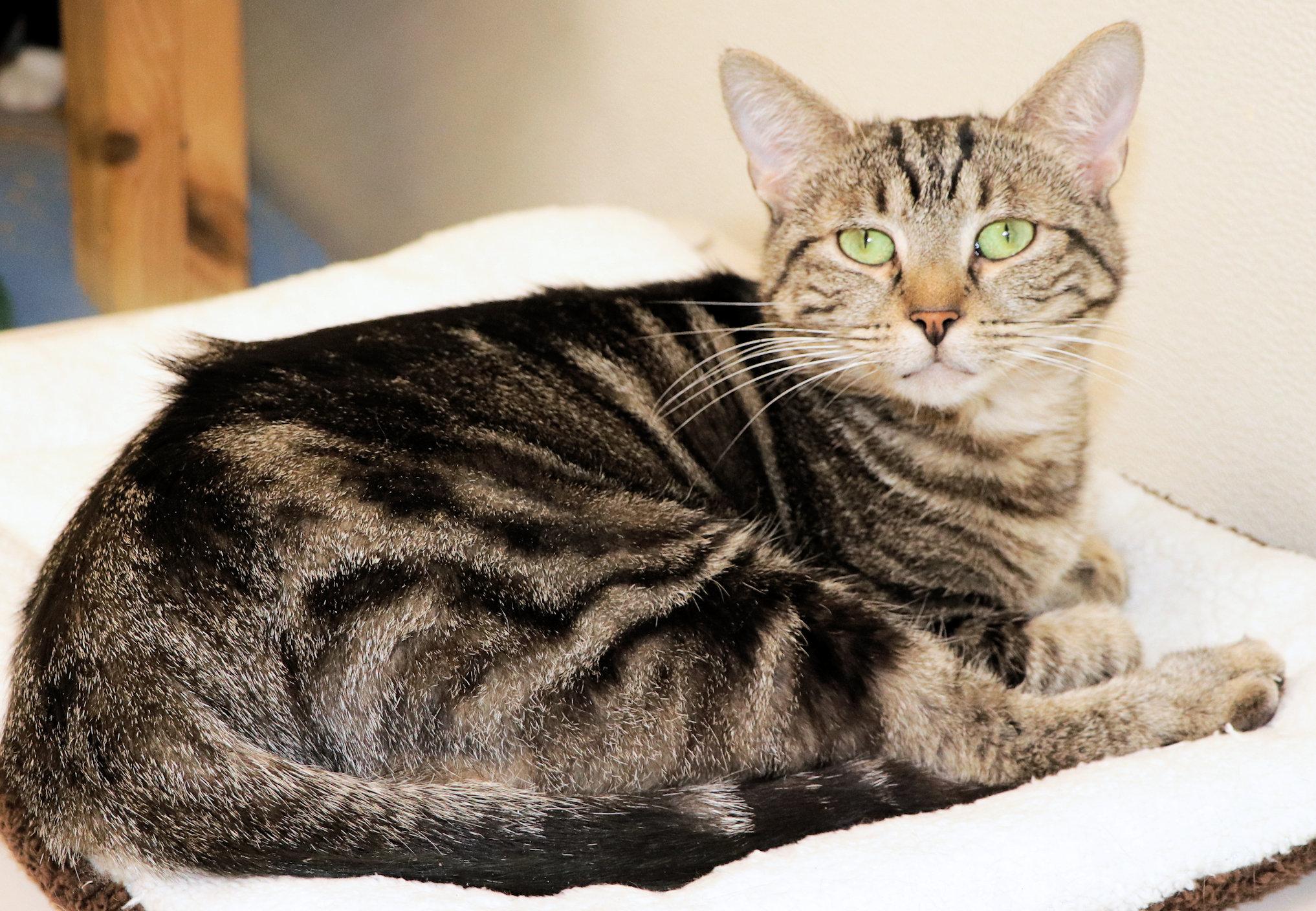 Enlarge Goblin, a ADOPTABLE Domestic Short Hair in Cincinnati, OH image 3/3