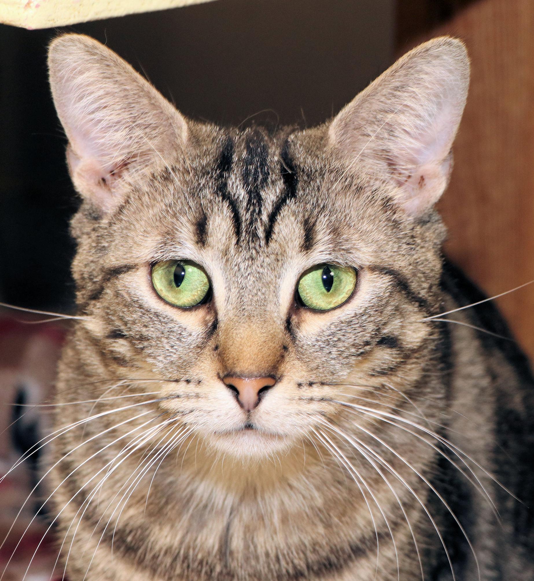 Enlarge Goblin, a ADOPTABLE Domestic Short Hair in Cincinnati, OH image 1/3