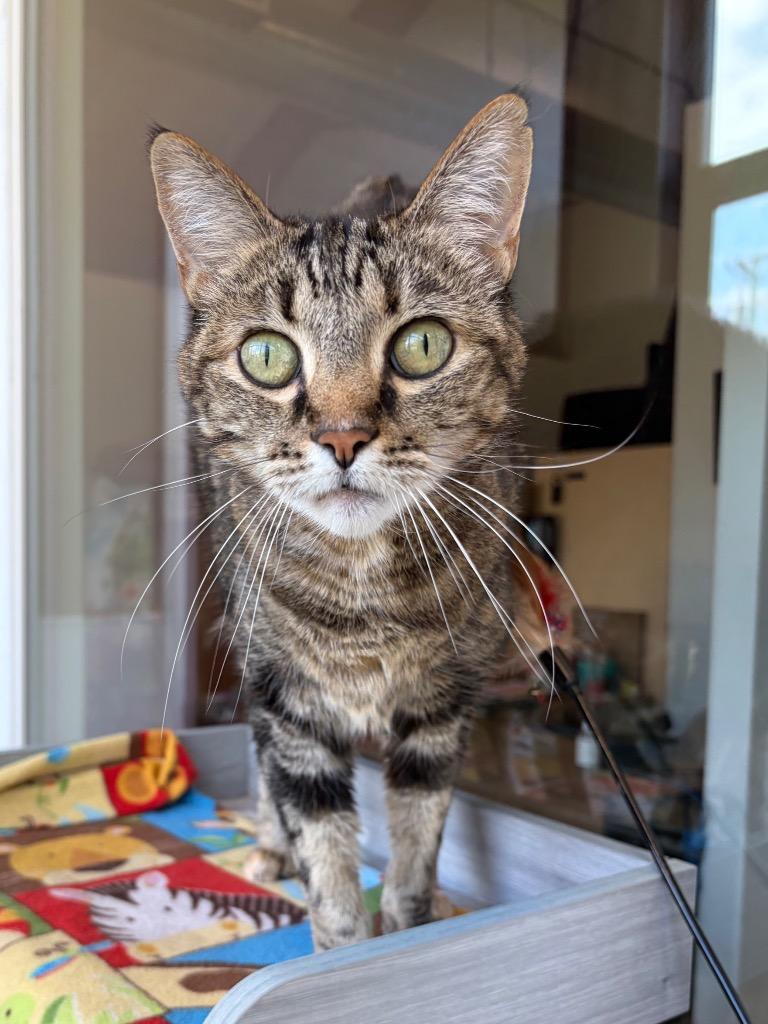 Enlarge Bella - Sponsored by Monroe Castaneda, a Adoptable mixed breed in Newberg, OR image 1/6