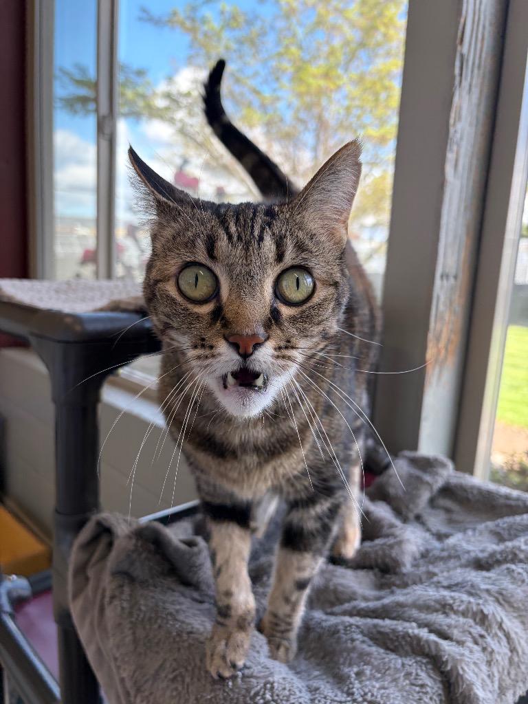 Enlarge Bella - Sponsored by Monroe Castaneda, a Adoptable mixed breed in Newberg, OR image 2/6