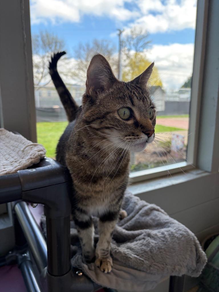 Enlarge Bella - Sponsored by Monroe Castaneda, a Adoptable mixed breed in Newberg, OR image 3/6