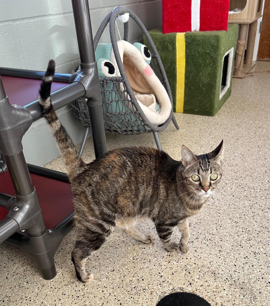 Enlarge Bella - Sponsored by Monroe Castaneda, a Adoptable mixed breed in Newberg, OR image 2/2