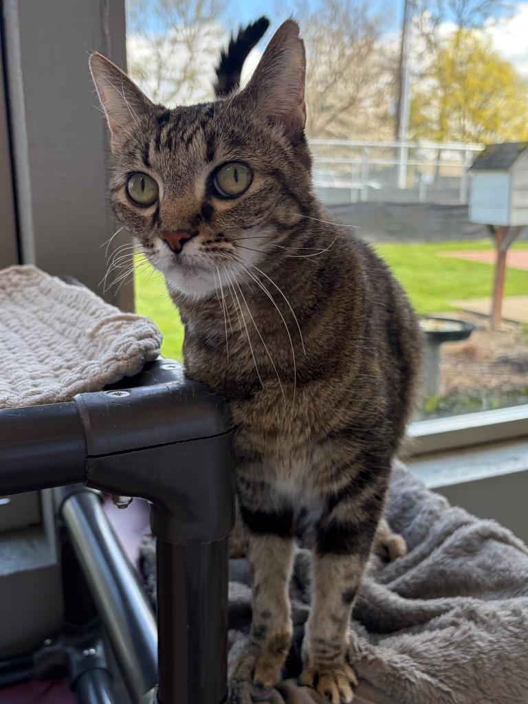 Enlarge Bella - Sponsored by Monroe Castaneda, a Adoptable mixed breed in Newberg, OR image 6/6