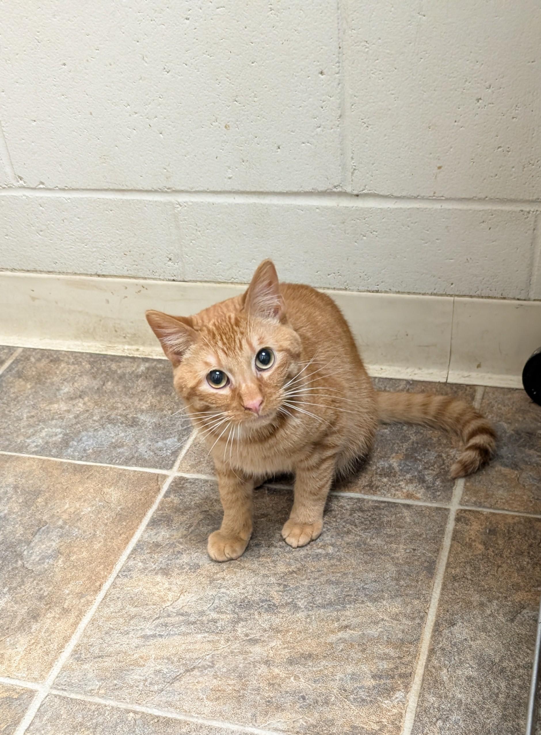 Twix, Adoptable, Kitten Male Domestic Short Hair.