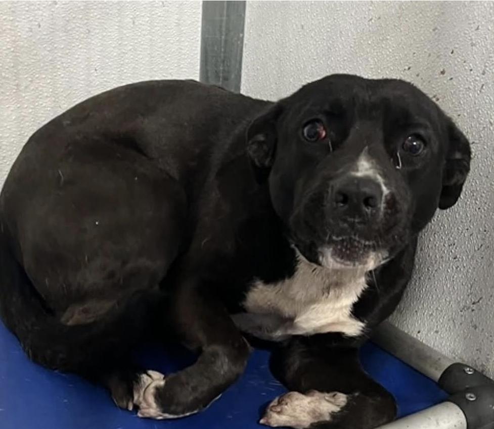Cain, ADOPTABLE, Young Male American Bully.