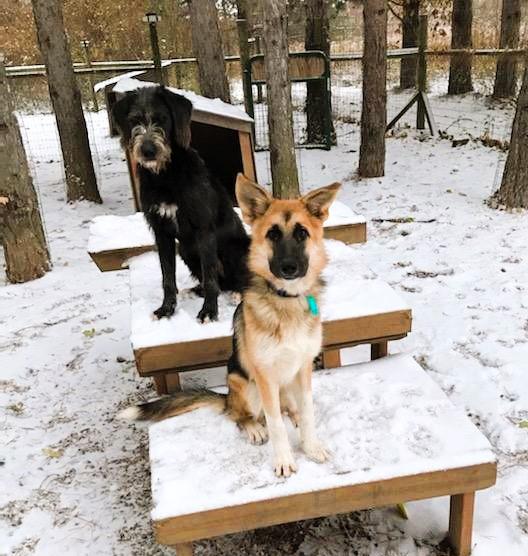 Ivy, Adoptable, Young Female German Shepherd Dog.