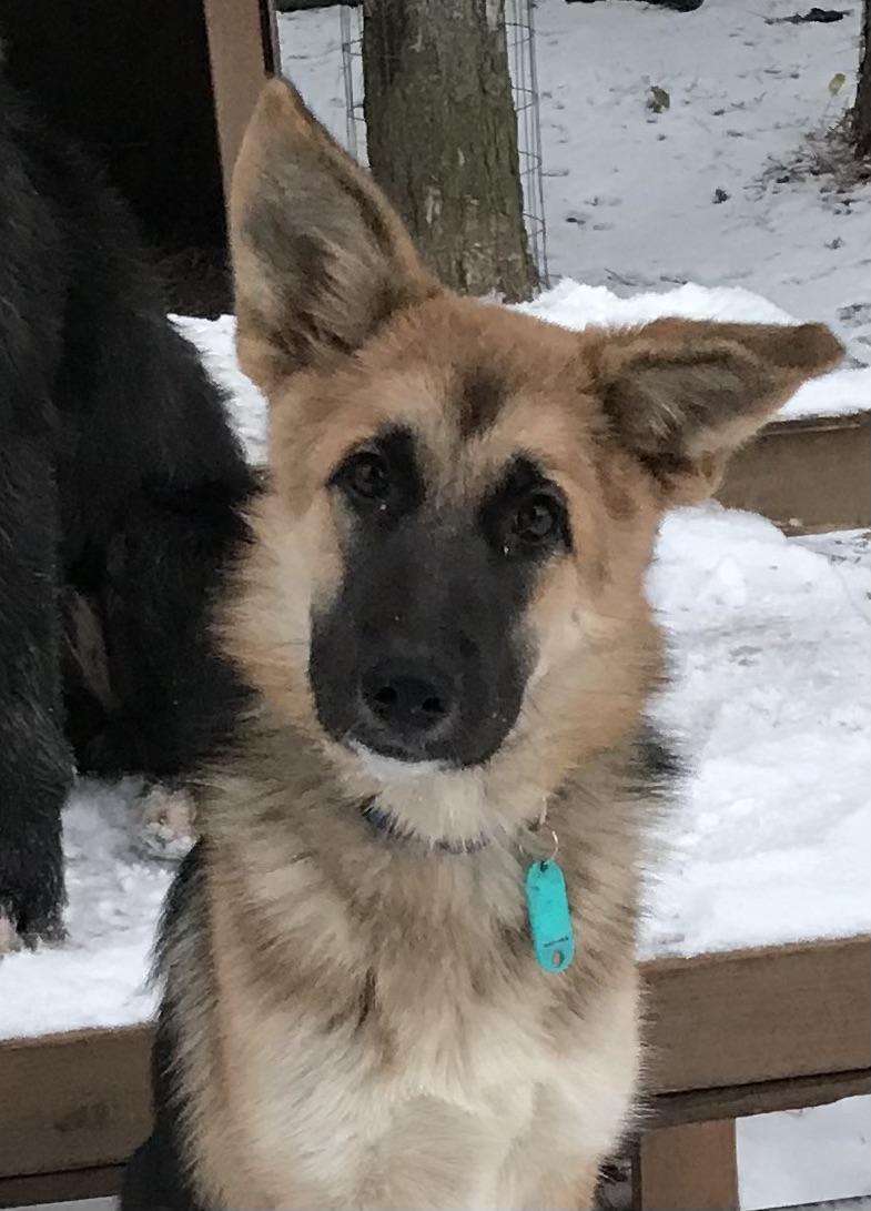 Enlarge Ivy, a Adoptable German Shepherd Dog in Honeoye Falls, NY image 2/2