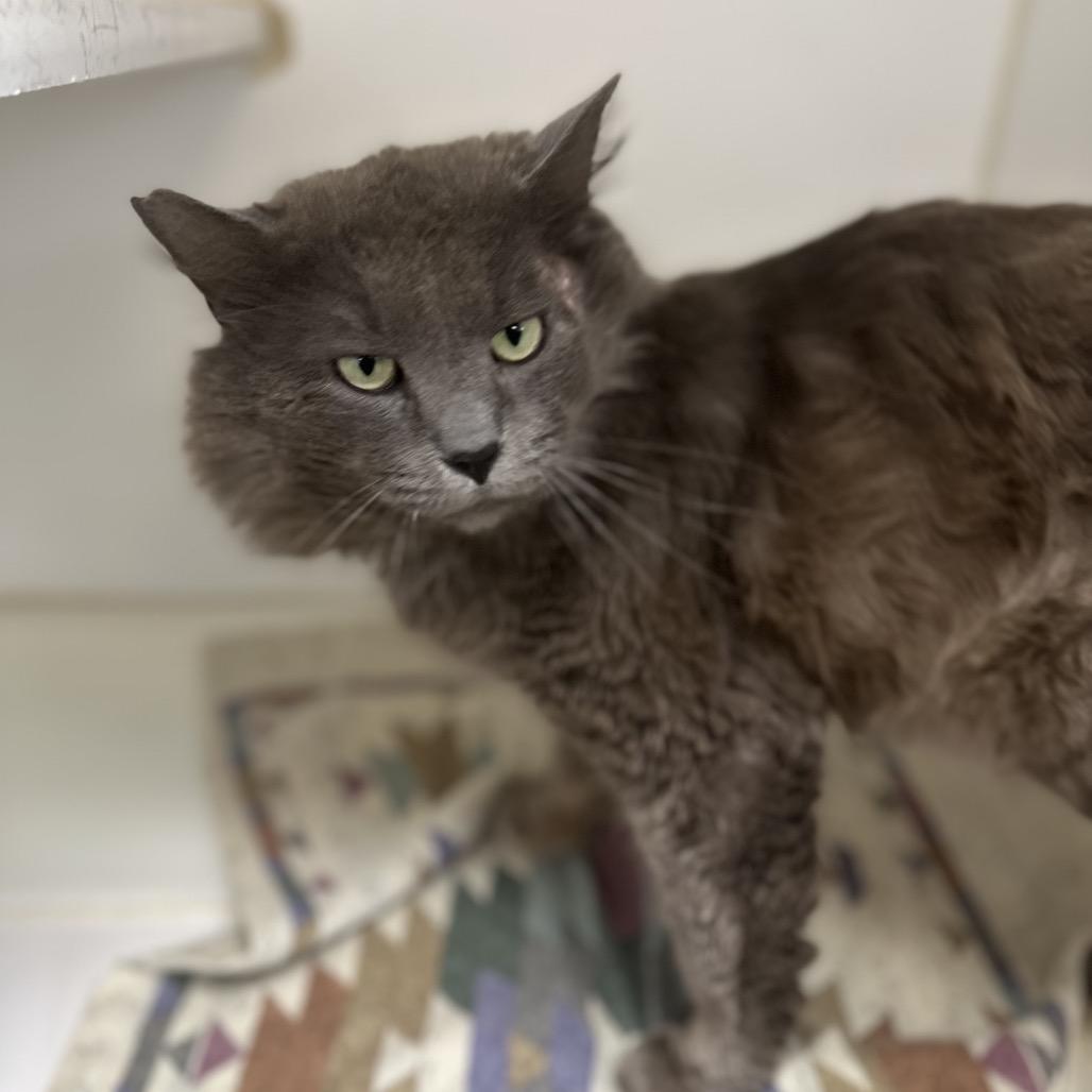 Plush, Adoptable, Adult Male Domestic Long Hair.