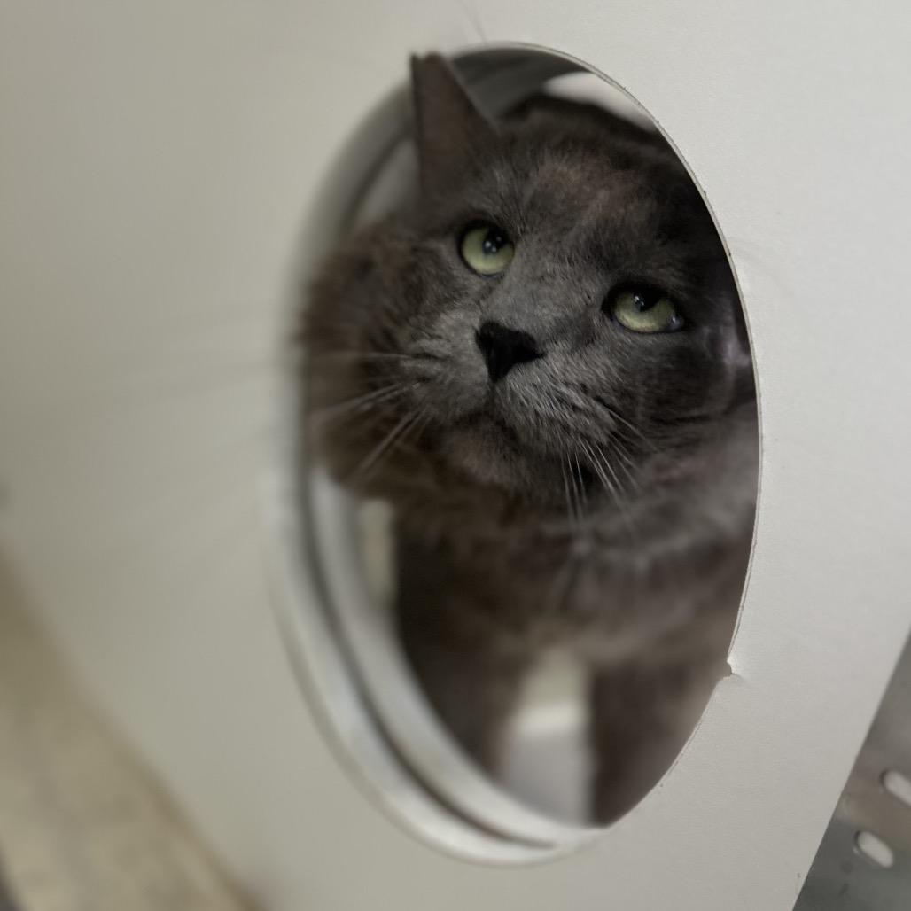 Enlarge Plush, a Adoptable Domestic Long Hair in Gadsden, AL image 2/3